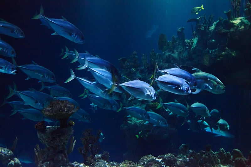 Underwater Kingdoms